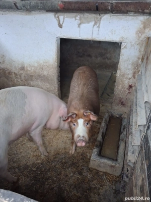 Porci grasuni de vanzare