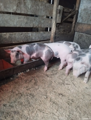 Purcei pietrain  - imagine 3