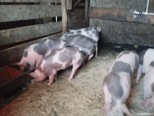 Purcei pietrain  - imagine 2