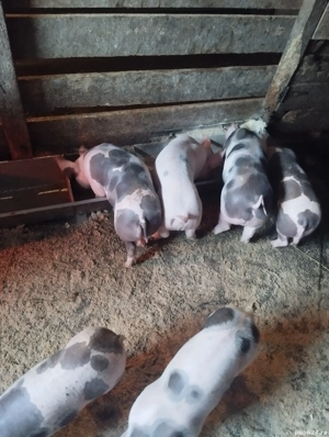 Purcei pietrain  - imagine 4