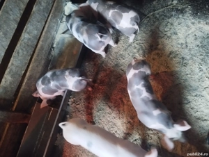 Purcei pietrain  - imagine 5