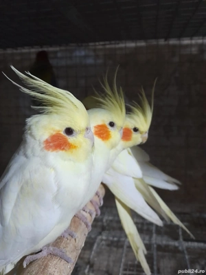 Papagali nimfă  - imagine 2