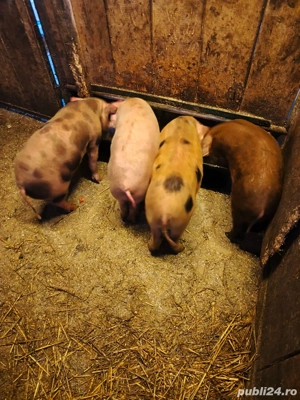 Vand 10 purcei,au 9 saptamani  - imagine 4