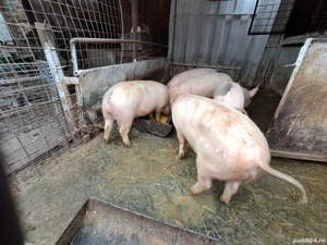 Vand grasuni la 65-75 kg preț de crescator - imagine 2