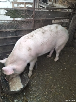 Vând porc gras  - imagine 2