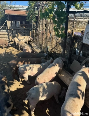 vand porci intre 90-120 kg  - imagine 4