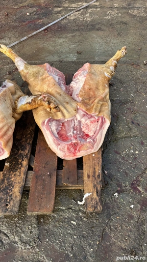 vand porci intre 90-120 kg  - imagine 5