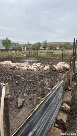 vand porci intre 90-120 kg  - imagine 2