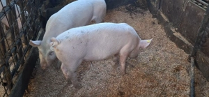 Scrofita metis marele alb  pentru reproductie cat si pentru sacrificat  - imagine 2