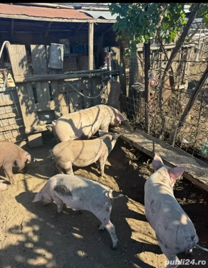 vand porci intre 90-120 kg  - imagine 3