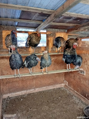 vand purcei si curci - imagine 3