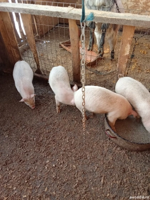 vand purcei si curci