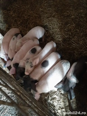 de vânzare  - imagine 2