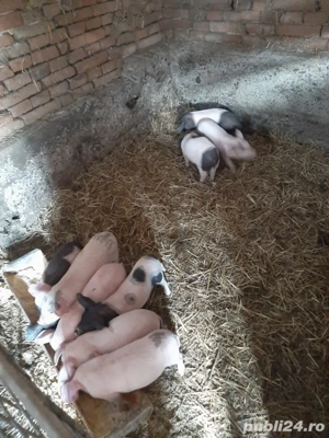 de vânzare  - imagine 3