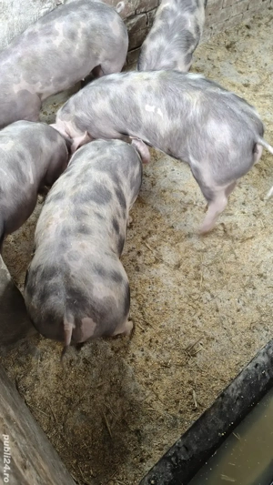 purcei pietrain de vanzare  - imagine 4