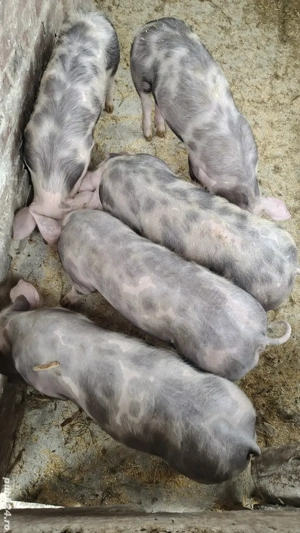 purcei pietrain de vanzare  - imagine 3