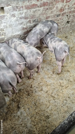 purcei pietrain de vanzare  - imagine 2