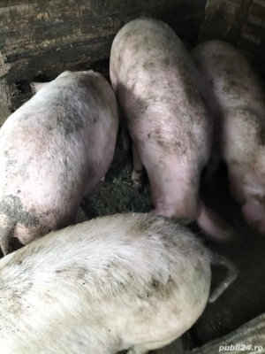 Vând grasuni - imagine 5