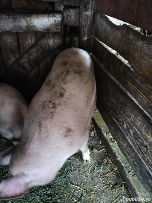 Vând grasuni - imagine 2