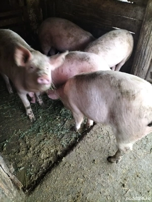 Vând grasuni - imagine 3