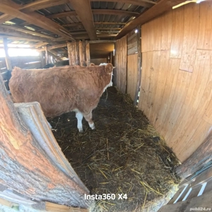 Vând junincă de 10 luni