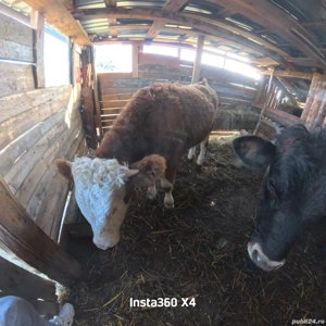 Vând junincă de 10 luni - imagine 2