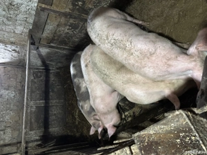 Vând purcei de 5 luni