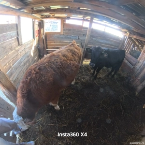 Vând junincă de 10 luni - imagine 3