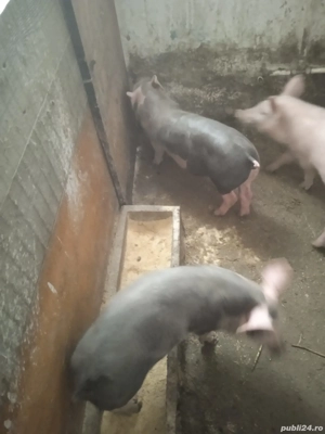 Purcei crescuți BIO!!