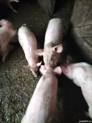 Vând purcei  - imagine 2