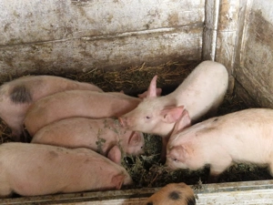 vând purcei - imagine 2