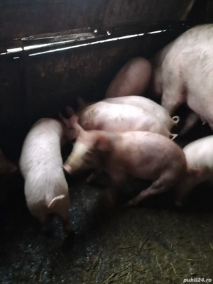 Vând purcei  - imagine 3
