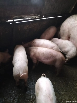 Vând purcei  - imagine 5