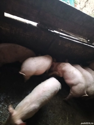 Vând purcei  - imagine 4
