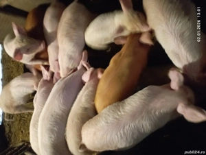 Vînd purcei satu nou de jos 