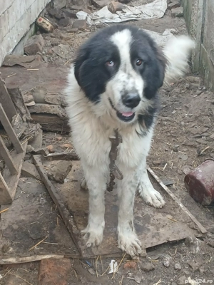 Mascul de Bucovina vrsta 2 ani jumate 