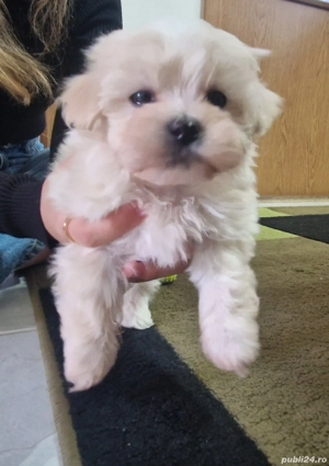 Bichon maltez mini toy de vanzare - imagine 3