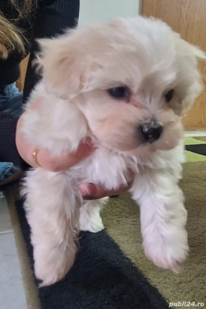 Bichon maltez mini toy de vanzare - imagine 2