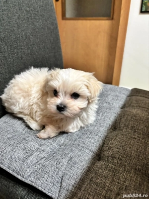 Bichon maltez mini toy de vanzare