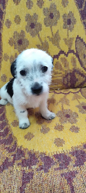 Donez 2 fetițe de talie mica!  - imagine 2