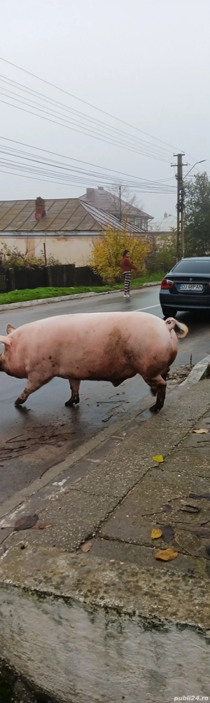 Vând porci marele  alb