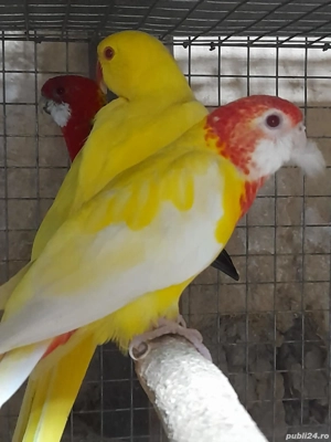 papagali rosella  - imagine 2