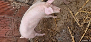 Purcea de vanzare - imagine 3