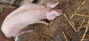 Purcea de vanzare - imagine 2