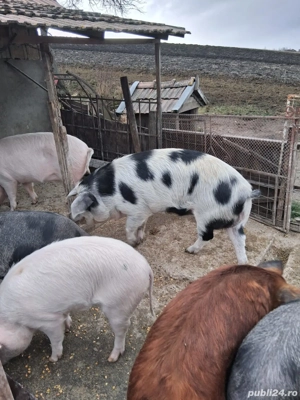 De vanzare  - imagine 4