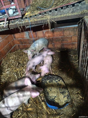 Scrofițe de vânzare caporal Alexa  - imagine 2