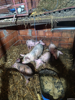 Scrofițe de vânzare caporal Alexa  - imagine 4