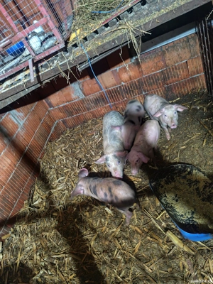 Scrofițe de vânzare caporal Alexa  - imagine 3