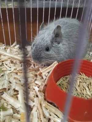 veverita degu blue     - imagine 2