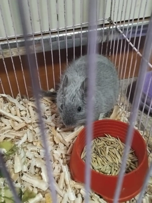 veverita degu blue     - imagine 4